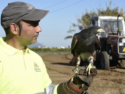 Un técnico de la empresa Lokímica con el águila Alhambra en un campo de Burjassot (Valencia).