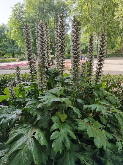 Las espigas florales del acanto el verano pasado en el madrileño parque del Retiro.