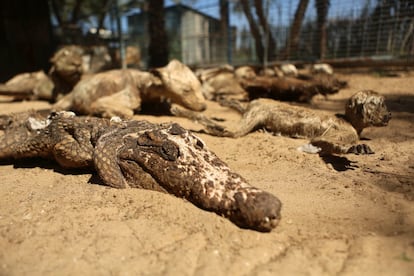 En total, cerca de 200 animales del zoo -la mayoría obtenidos por contrabando a través de los túneles egipcios- han muerto de hambre desde la guerra de Gaza de 2014, que impidió a Oweida obtener los víveres necesarios para alimentarlos. En la imagen, 15 de los animales fallecidos.