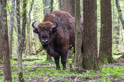 Un bisonte europeo en el parque nacional de Bialowieza (Polonia).