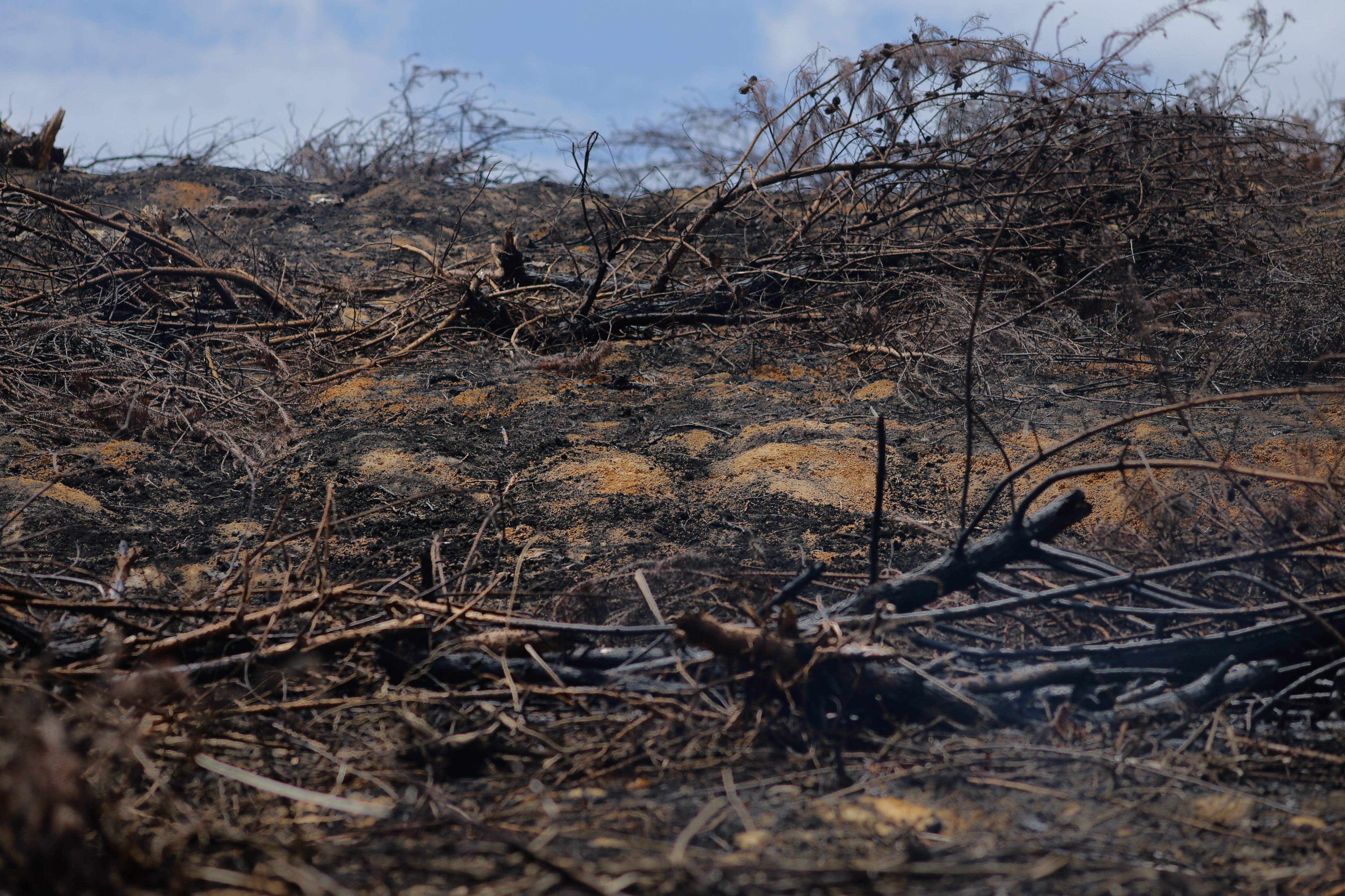 El daño provocado por un incendio forestal en febrero.