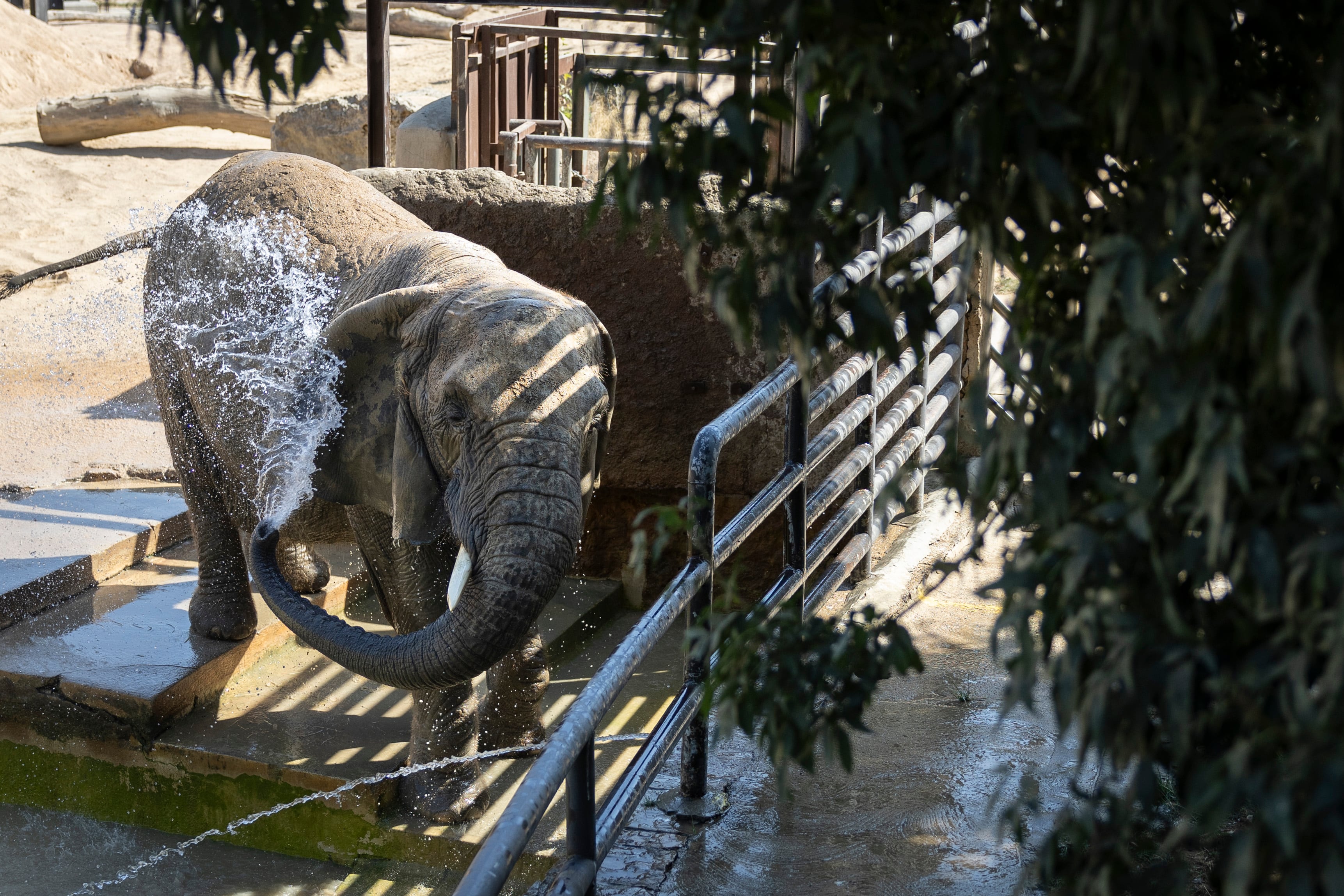 De Susi a Bully, las últimas elefantas del Zoo de Barcelona
