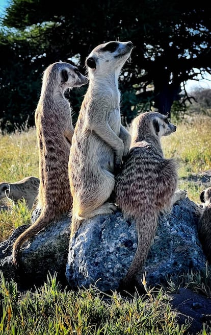 Una famiia de suricatas en las cercanías del salar de Makgadikgadi.
