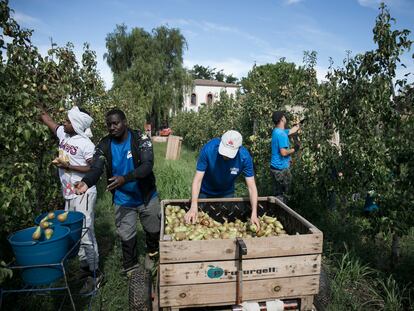 Una imagen de trabajadores de la fruta en Lleida, durante la campaña de 2022.