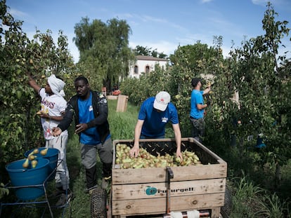 Una imagen de trabajadores de la fruta en Lleida, durante la campaña de 2022.