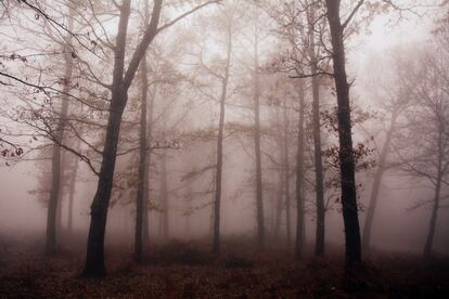 Bosque en la comarca de Osona.