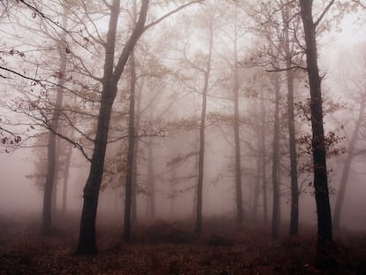 Bosque en la comarca de Osona.