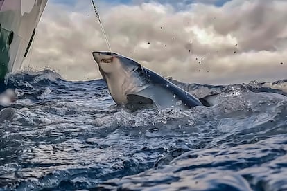 Del 5 al 27 de Julio de 2022. High seas, North Atlantic

Los tiburones son una de las especies más amenazadas del mundo, con 17 especies en peligro de extincin como el tiburn marrajo.

Estos animales son fundamentales dentro de la red trfica marina y su papel como gran depredador es especialmente importante para mantener la salud de las comunidades marinas. Al desaparecer los grandes tiburones, a menudo se dan cambios trficos imprevistos, lo que crea unos ecosistemas ms desequilibrados con depredadores menores sin control.
Los tiburones tienen unas caractersticas biolgicas que los hacen ms vulnerables con una camada de 4 a 16 cras despus de un perodo de gestacin de 15 a 18 meses y con un ciclo de desove cada 3 aos.Ê
©Greenpeace/Pedro Armestre
  
©Greenpeace Handout/Pedro Armestre- No sales - No Archives - Editorial Use Only - Free use only for 14 days after release. Photo provided by GREENPEACE, distributed handout photo to be used only to illustrate news reporting or commentary on the facts or events depicted in this image.