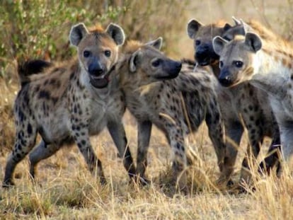 Las hienas son uno de los grupos de mamíferos estudiados en esta investigación.