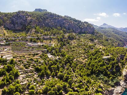 Las vides ocupan parte de la sierra de Tramontana, en Mallorca.