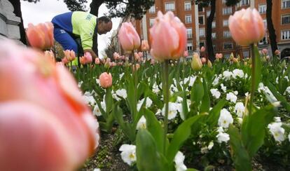 Un jardinero municipal trabaja en la plaza del Marqués de Salamanca.