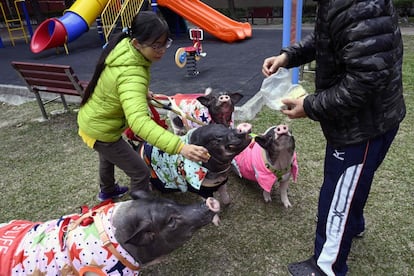 Una mujer pasea a sus cerdos domésticos en un parque de Taichung, en el centro de Taiwán.