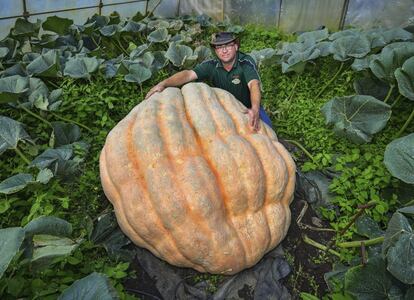 El agricultor Oliver Langheim posa junto a la calabaza "Olli", de 550kg, en su invernadero en Furstenwalde (Alemania). Según el agricultor, la calabaza crece unos 5kg al día y ya alcanza una circunferencia de 4,86 metros. 