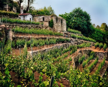 Vineyard in Leiro (Ourense) owned by Emilio Rojo.