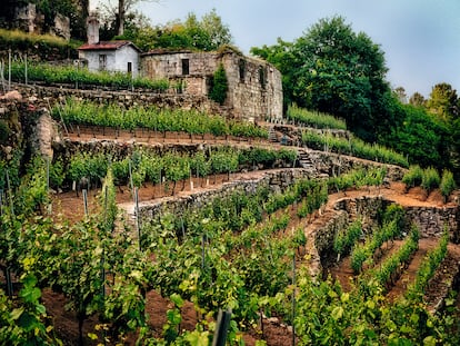El viñedo de Emilio Rojo, en Leiro (Ourense).