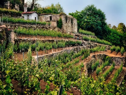 Vineyard in Leiro (Ourense) owned by Emilio Rojo.