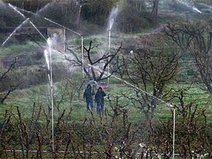 Agua de riego contra las heladas