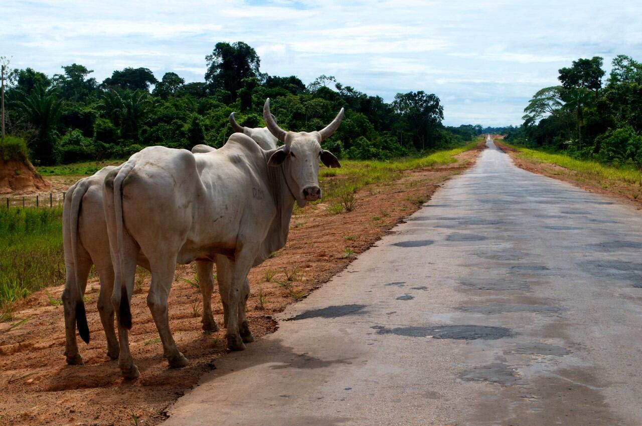 Ganado en Mato Grosso, uno de los estados amazónicos de Brasil. La industria ganadera es uno de los principales impulsores de la deforestación de la mayor selva del mundo.