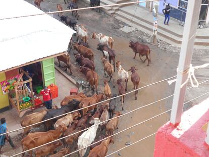 Un pastor maasai del condado de Kajiado con su ganado busca pastos en el condado de Nairobi.