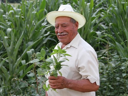  Agricultor en Oaxaca, M&eacute;xico.