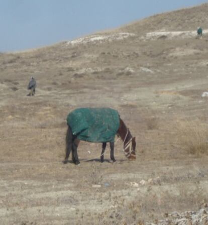 Uno de los caballos que tenía el detenido.