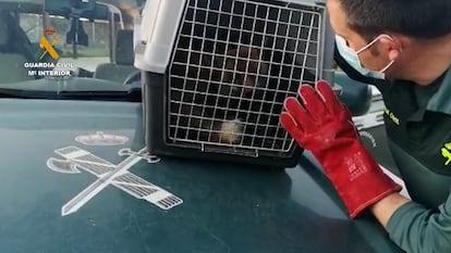 Un agente observa al animal en la jaula tras rescatarlo del patio de una vivienda de San Sebastián de los Reyes.