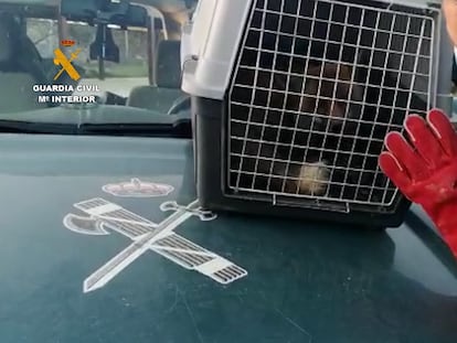 Un agente observa al animal en la jaula tras rescatarlo del patio de una vivienda de San Sebastián de los Reyes.