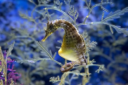 Animales machos que ponen huevos