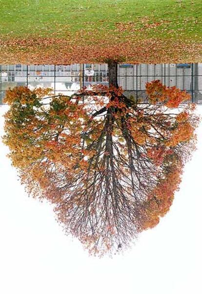 &#39;Schoolyard tree, Vancuver&#39; (2003), fotografía de Rodney Graham.