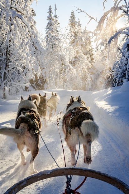 Huskies tirando de un trineo en Laponia (Finlandia).