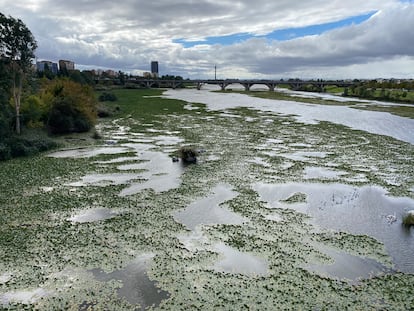 Nenufar mexicano en el Guadiana junto a Badajoz.