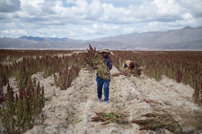 Un agricultor cosecha quinoa el 29 de abril de 2022 en Challapata, en Oruro