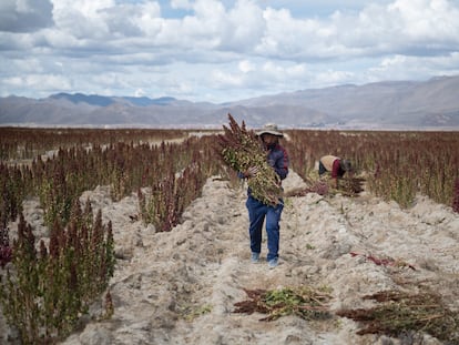 A farmer harvests quinoa in Oruro, Bolivia, on April 29, 2022.