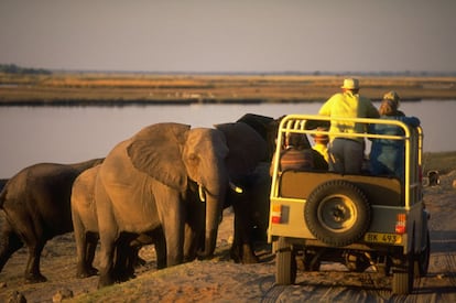 El país africano tiene la suerte de albergar algunos de los espectáculos del mundo animal más extraordinarios de la tierra: cuenta con más elefantes que en ningún otro lugar y es la tierra del delta del Okavango y del desierto del Kalahari, dos de los paisajes más típicamente africanos.