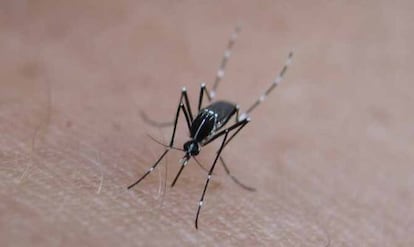 El mosquito tigre es uno de los vectores de transmisi&oacute;n del chikungunya.
