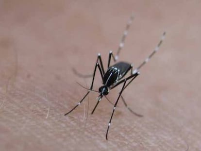 El mosquito tigre es uno de los vectores de transmisi&oacute;n del chikungunya.