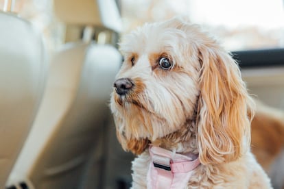 Cuando est presente el sonido que provoca miedo al perro o gato, conviene aislar lo ms posible al animal de ese ruido.