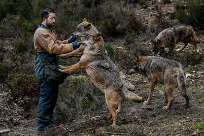 Uno de los cuidadores del Centro del lobo ibérico de Castilla y León da de comer a los ejemplares.