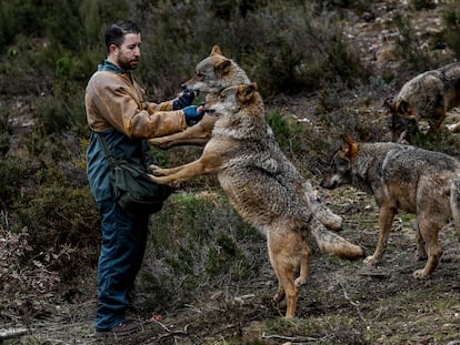 Uno de los cuidadores del Centro del lobo ibérico de Castilla y León da de comer a los ejemplares.