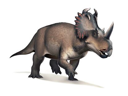 Recreación artística de un Centrosaurus apertus