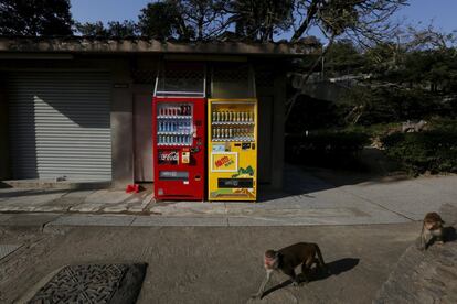 Dos monos pasan junto a dos máquinas que veden agua y refrescos en Hong Kong. El Día Mundial de este año se centra en cómo el acceso a agua limpia puede generar empleo y contribuir a una economía más verde.