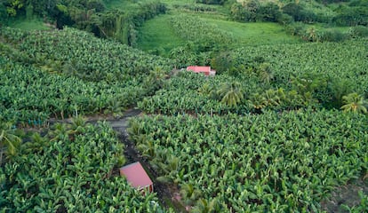 Una plantación de plátanos en Martinica. Los agricultores usaban clordecona para proteger las plantaciones contra la invasión del picudo del plátano.