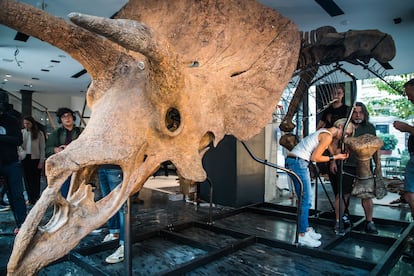 Un momento del montaje de los huesos para su exhibición.