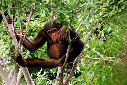Uno de los chimpancés de la parte guineana de la reserva.