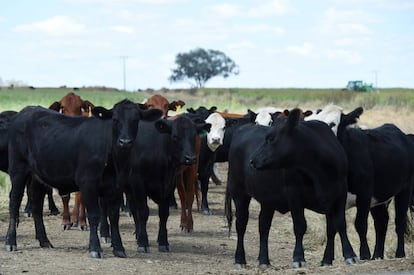 Fazenda dedicada à criação de gado em Inverell (Austrália)