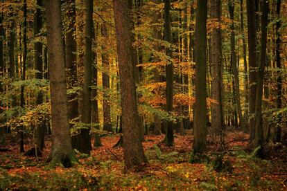 Árboles en un bosque cerca de Limburg, el centro de Alemania, el 23 de octubre de 2013.