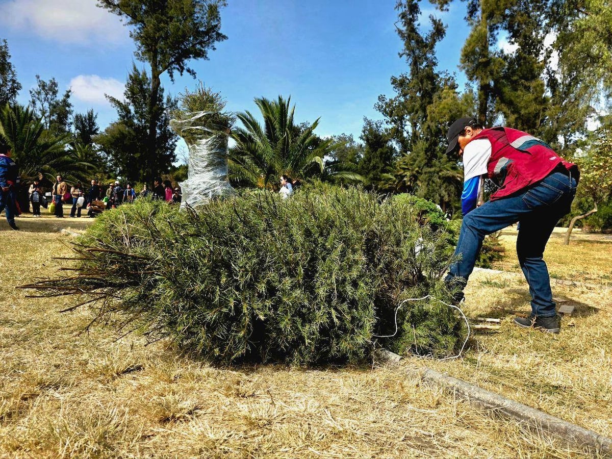 ¿Dónde reciclar los árboles de Navidad y las nochebuenas en Ciudad de México?