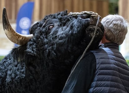 Un toro se apoya sobre un hombre durante el espectáculo de animales celebrado en la Semana Verde Internacional de 2019, este jueves en Berlín, Alemania.