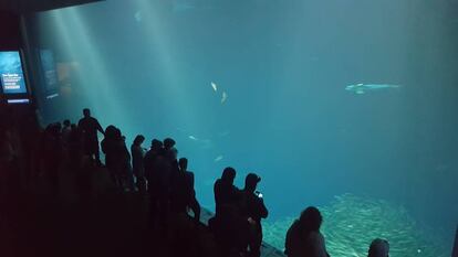 Aquarium por el que pasean en &#039;Big Little Lies&#039;.