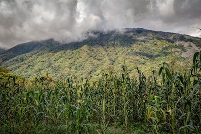 Terrenos de cultivo de maíz